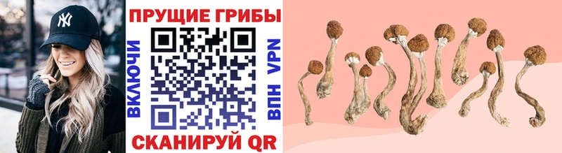 где купить наркоту  Чухлома  мега ONION  Псилоцибиновые грибы Psilocybe 